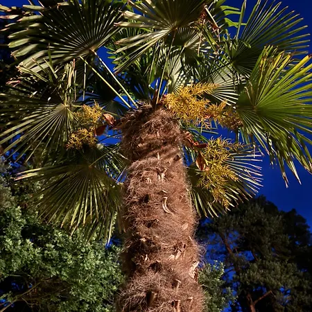 Palma De Masuria Ekskluzywny Dom Na Wylacznosc 別荘